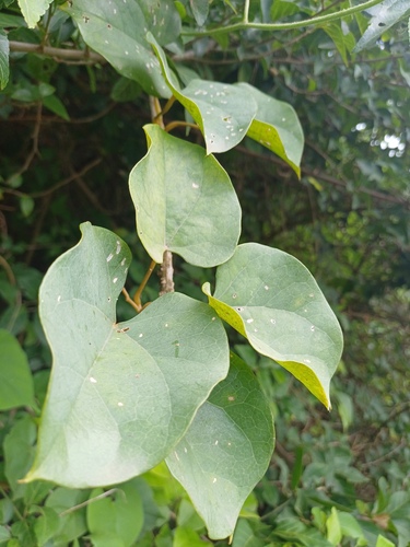Amrita (Tinospora cordifolia)