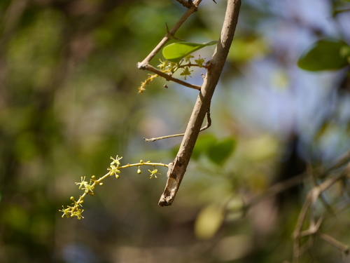 Amrita (Tinospora cordifolia)