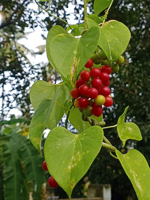 Amrita: Fruits of Tinospora cordifolia