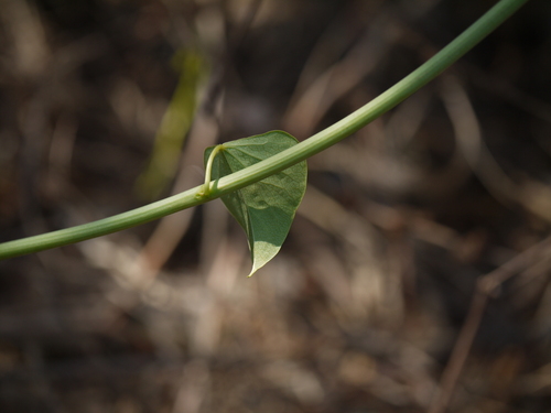 Amrita (Tinospora cordifolia)