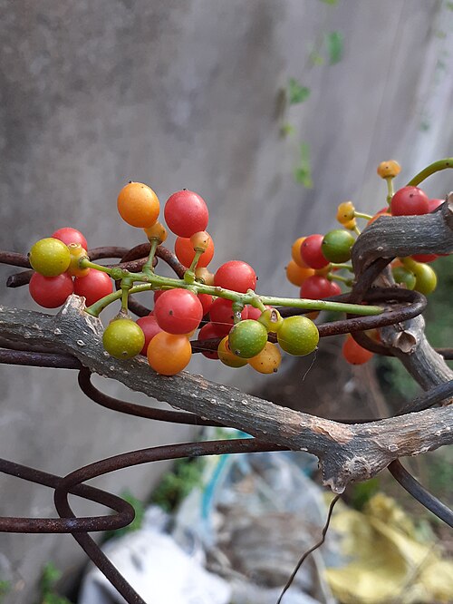 Amrita: Fruits and stem of Tinospora cordifolia in September 2020 at Nagpur.