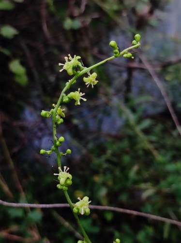 Amrita (Tinospora cordifolia)