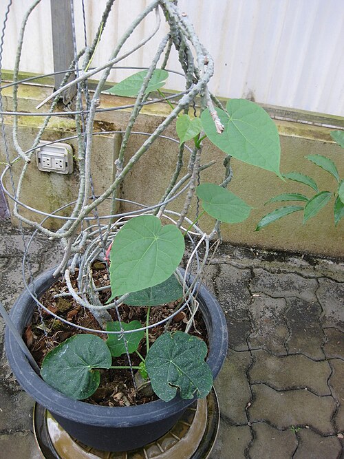 Tinospora crispa: This photo is from Gardenology.org and is available under CC-BY-SA 3.0 license. If you use it, please include attribution to Gardenology.org, with a link if the