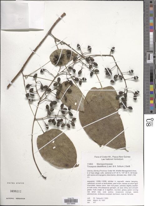 Tinospora dissitiflora: species of Tinospora