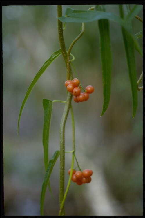 Tinospora esiangkara: Tinospora esiangkara leaves and fruit