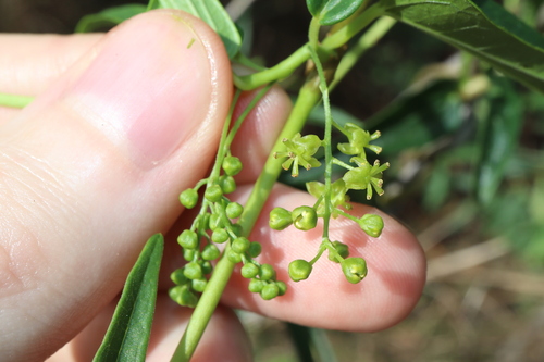 Tinospora esiangkara (Tinospora esiangkara)