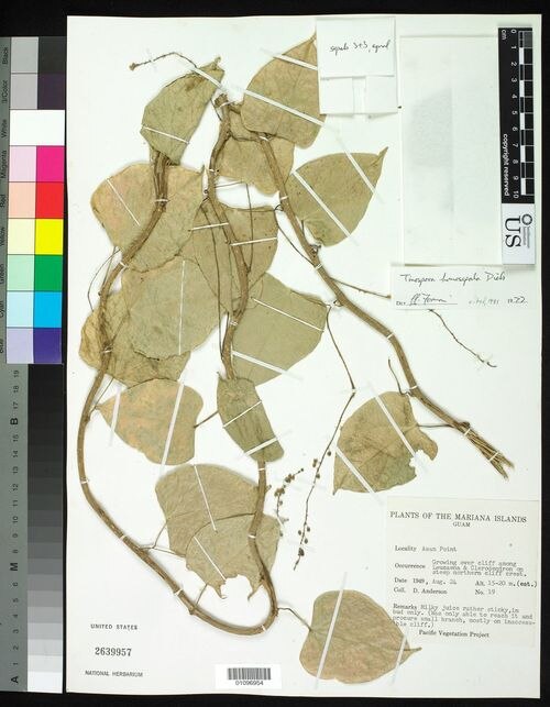 Tinospora homosepala: species of Tinospora
