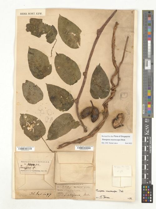 Tinospora macrocarpa: species of Tinospora