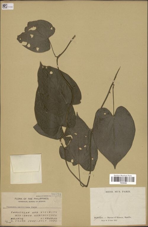 Tinospora merrilliana: species of Tinospora