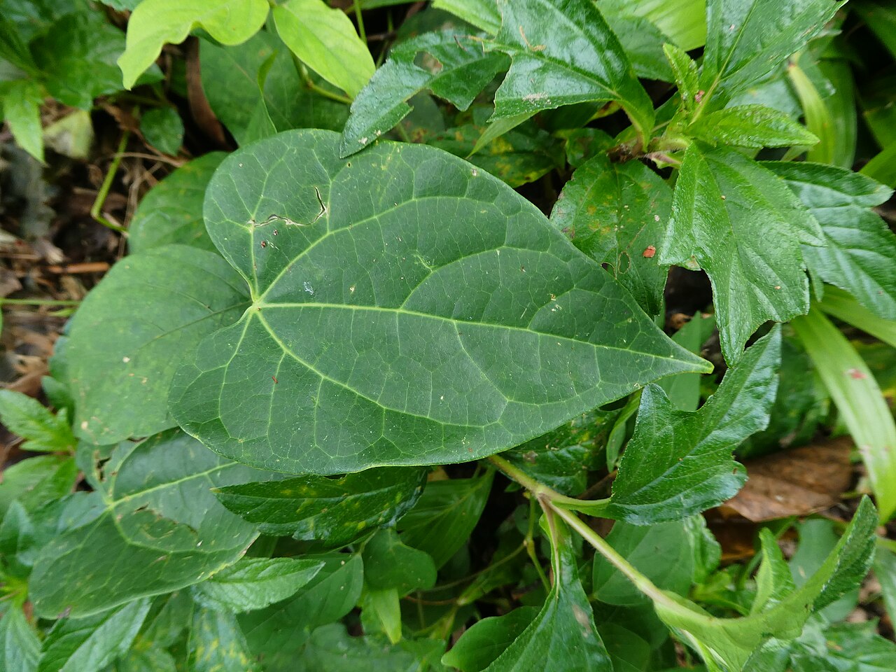 Tinospora smilacina: Tinospora smilacina
