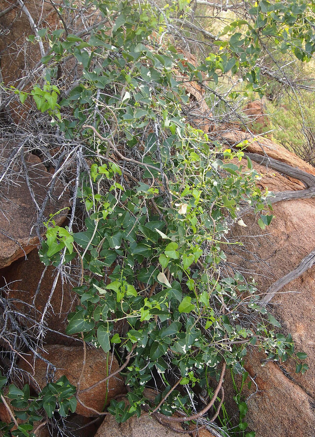 Tinospora smilacina: Tinospora smilacina habit