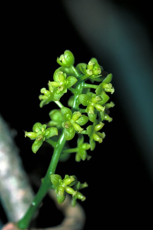 Tinospora smilacina: Tinospora smilacina flowers
