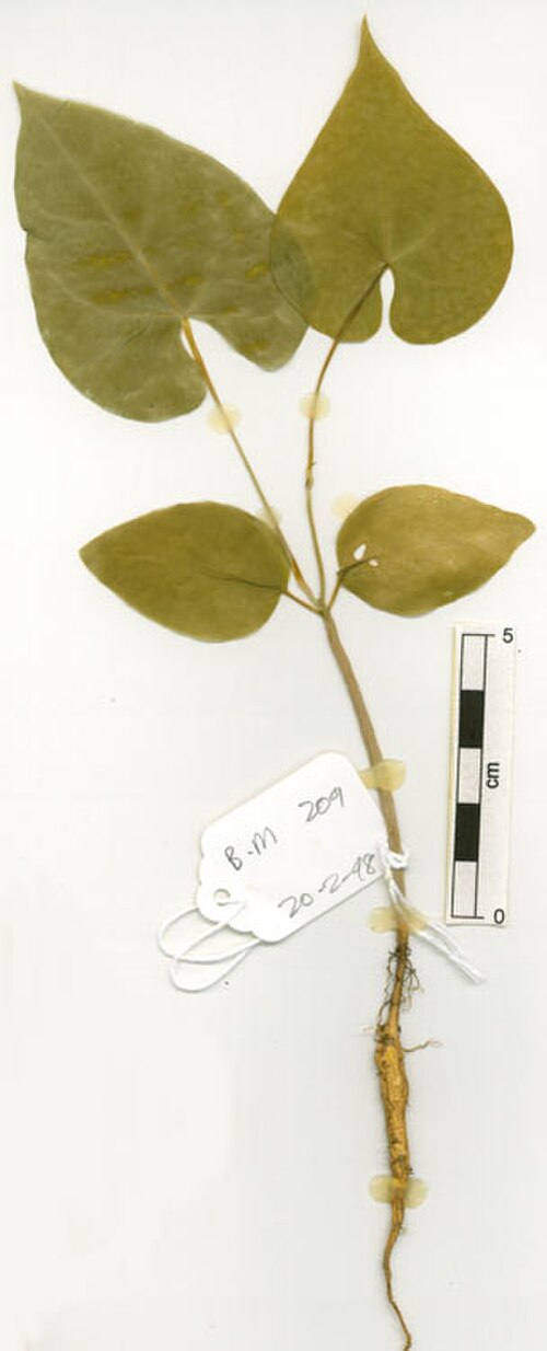 Tinospora smilacina: Tinospora smilacina seedling