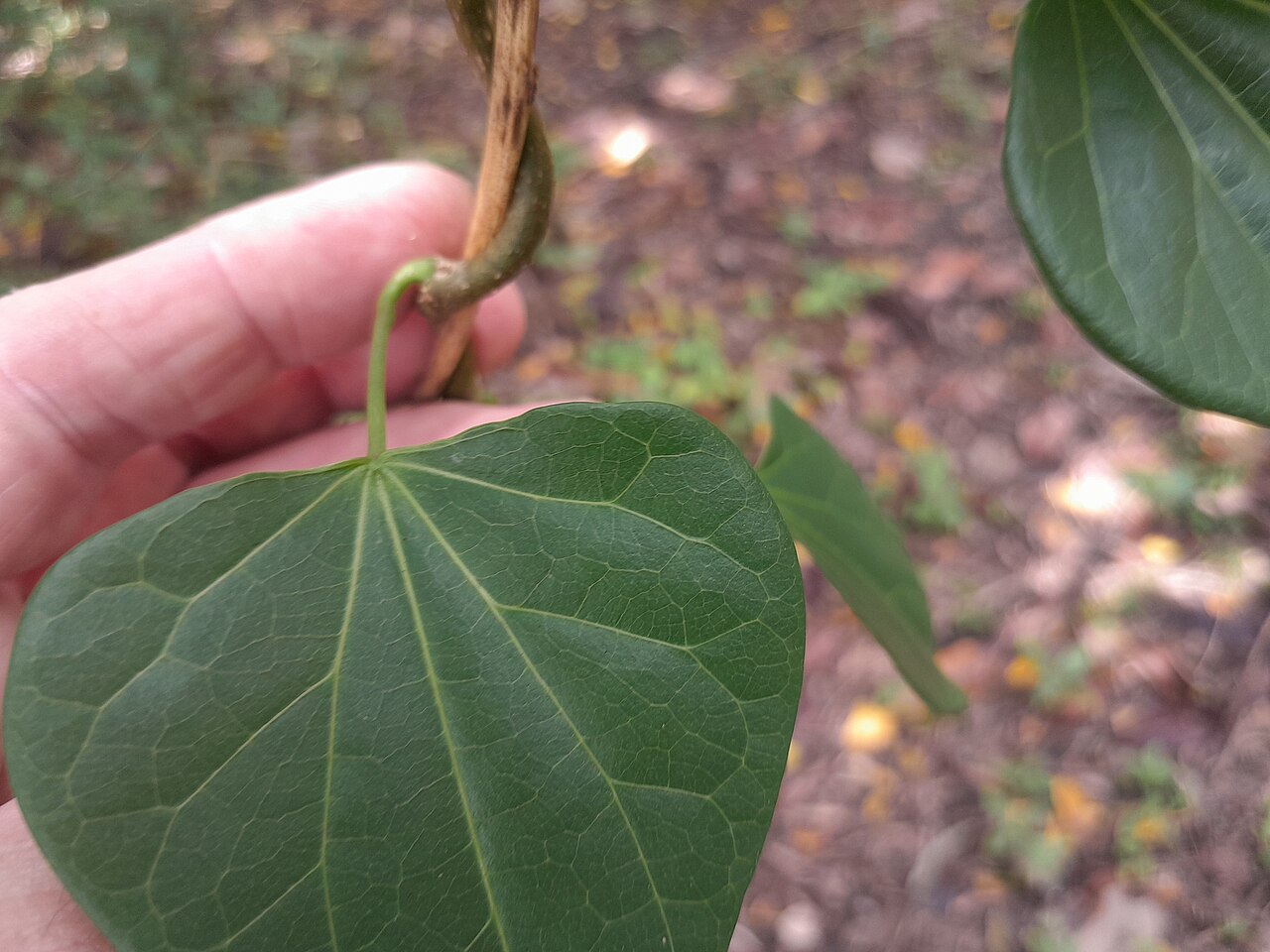 Tinospora smilacina: Tinospora smilacina