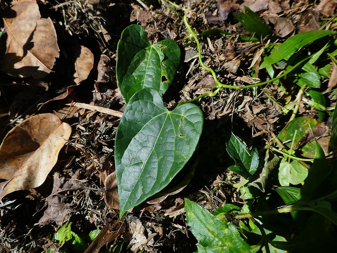 Tinospora smilacina: Tinospora smilacina