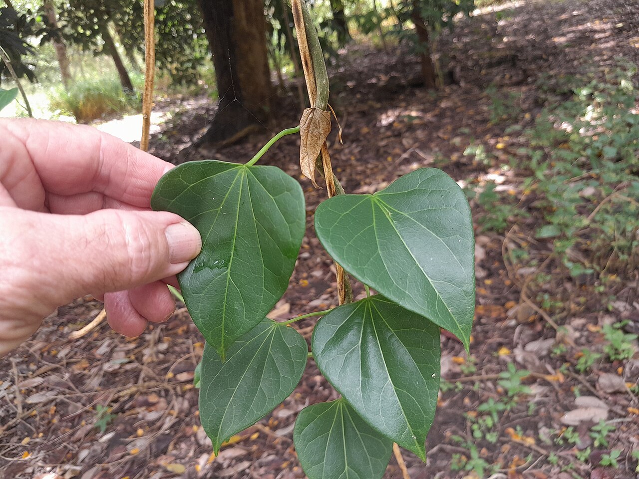 Tinospora smilacina: Tinospora smilacina