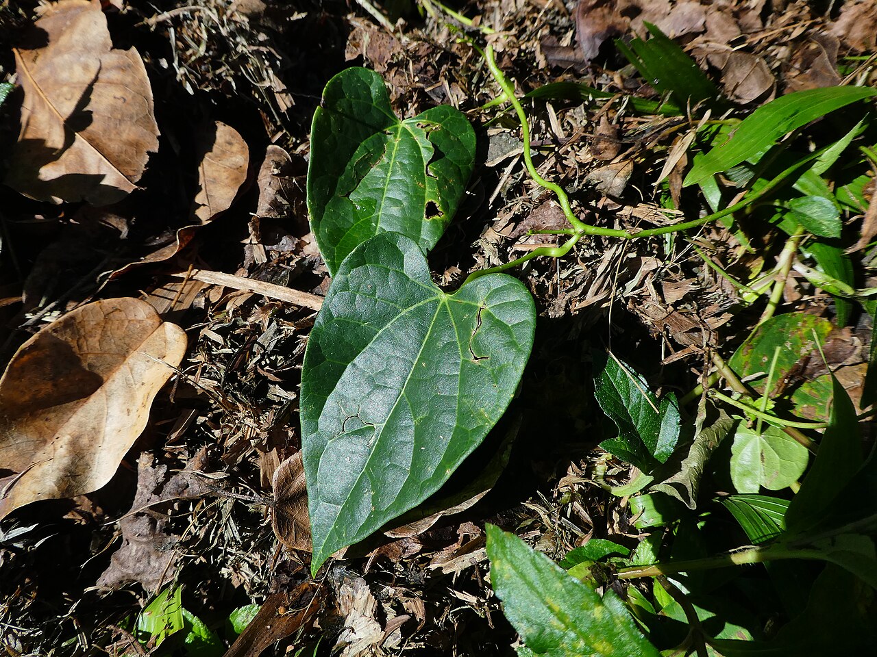 Tinospora smilacina: Tinospora smilacina