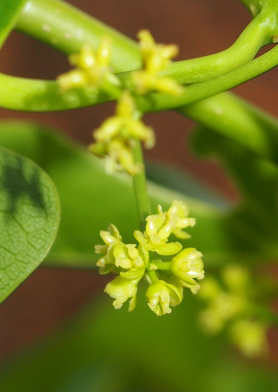 Tinospora smilacina: Tinospora smilacina flowers