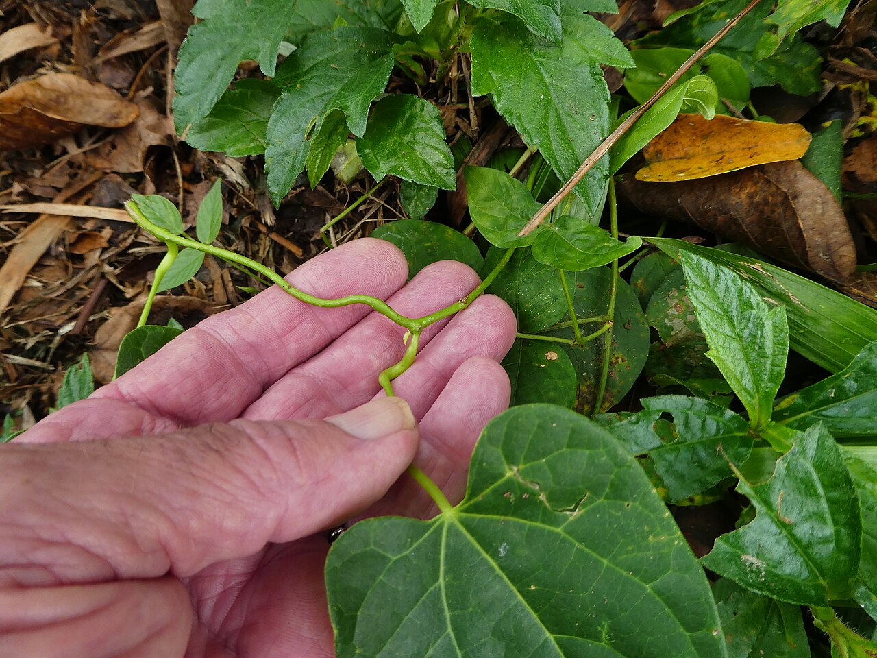 Tinospora smilacina: Tinospora smilacina