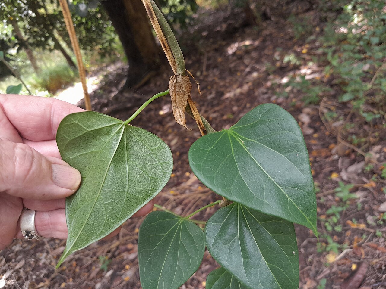Tinospora smilacina: Tinospora smilacina