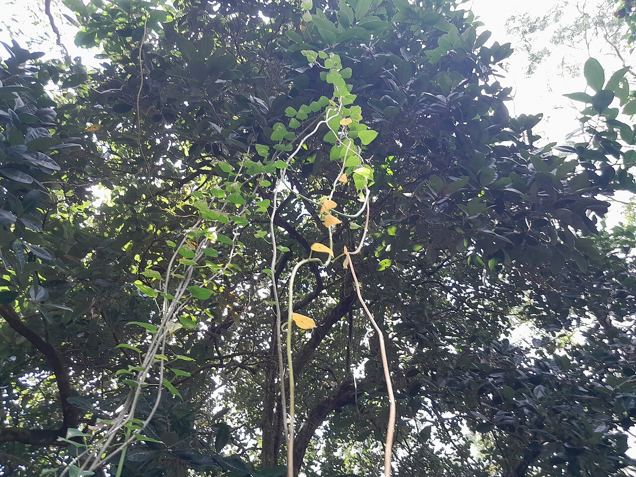 Tinospora smilacina: Tinospora smilacina
