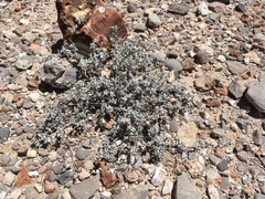 Woody crinklemat (Tiquilia canescens)