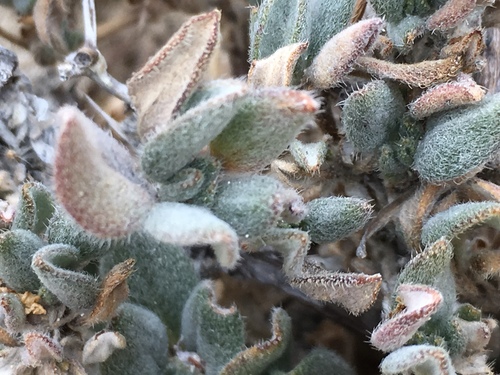 Woody crinklemat (Tiquilia canescens)