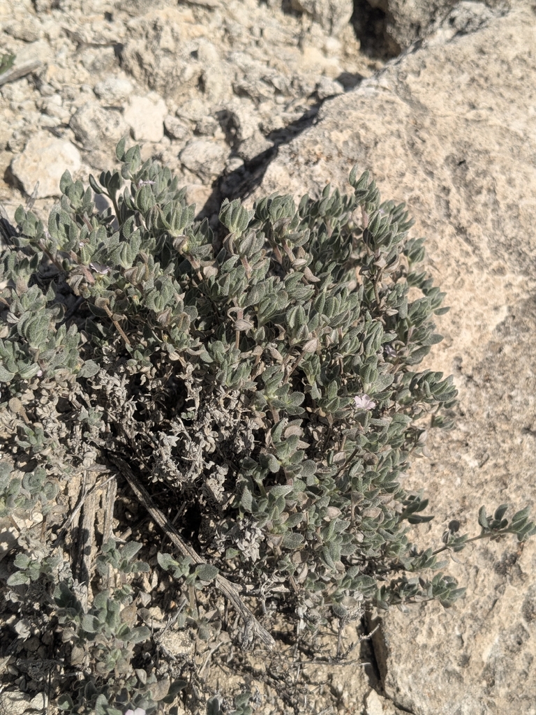 Woody crinklemat (Tiquilia canescens)