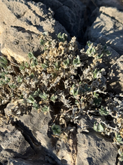 Woody crinklemat (Tiquilia canescens)