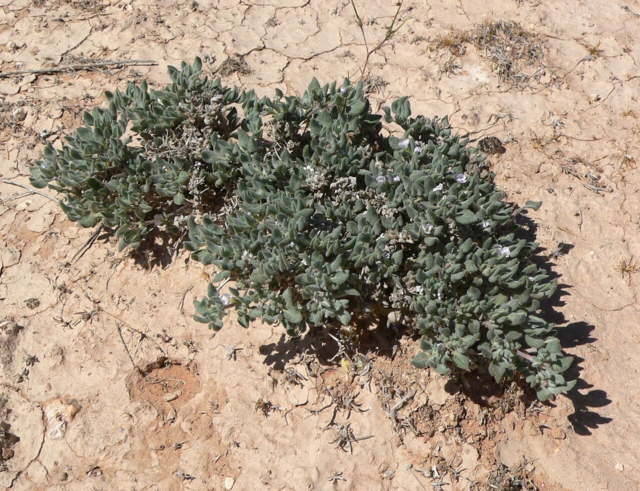 Woody crinklemat: Tiquilia canescens var. canescens near the Carp-Elgin exit on Interstate 15 between Moapa and Mesquite, southern Nevada