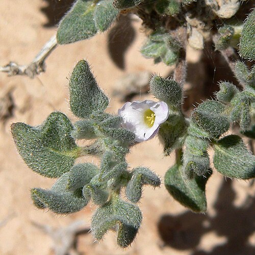 Woody crinklemat: Tiquilia canescens var. canescens near the Carp-Elgin exit on Interstate 15 between Moapa and Mesquite, southern Nevada
