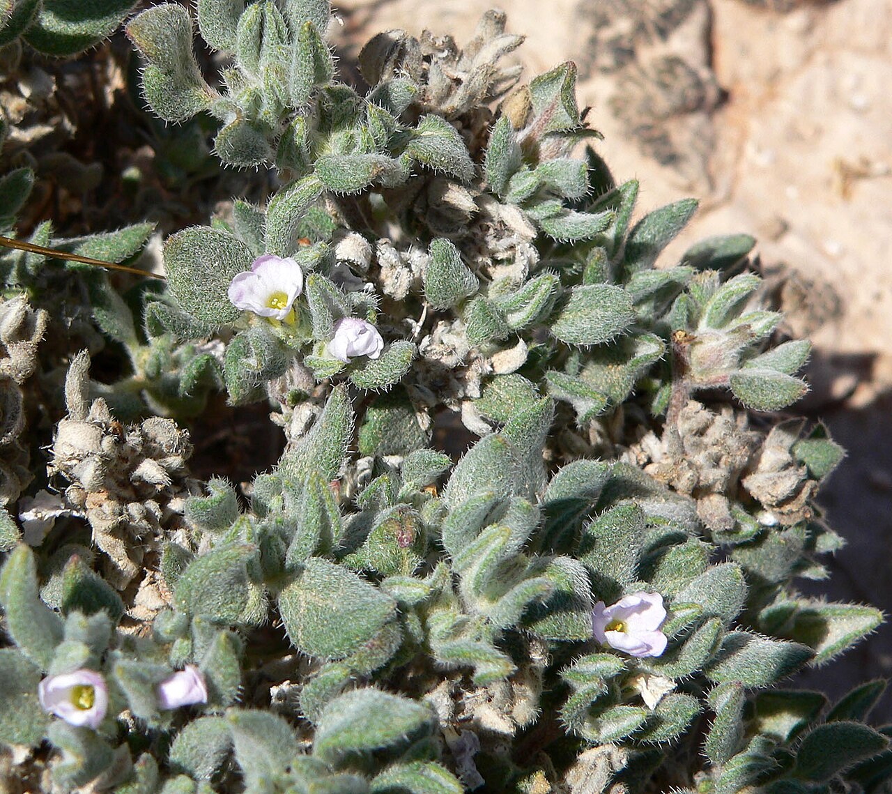 Woody crinklemat: Tiquilia canescens var. canescens near the Carp-Elgin exit on Interstate 15 between Moapa and Mesquite, southern Nevada