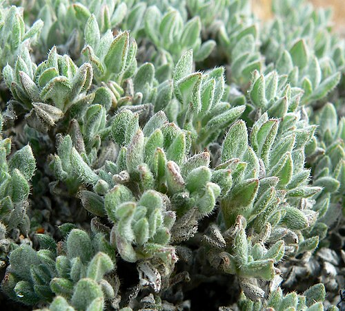 Woody crinklemat: Tiquilia canescens var. canescens in the southern end of Red Rock Canyon near Blue Diamond, Nevada