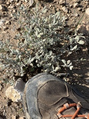 Woody crinklemat (Tiquilia canescens)