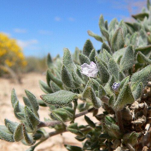 Woody crinklemat: Tiquilia canescens var. canescens near the Carp-Elgin exit on Interstate 15 between Moapa and Mesquite, southern Nevada