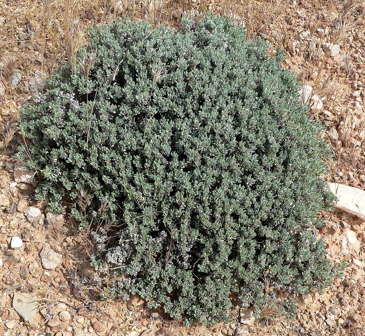 Woody crinklemat: Tiquilia canescens var. canescens in the southern end of Red Rock Canyon near Blue Diamond, Nevada