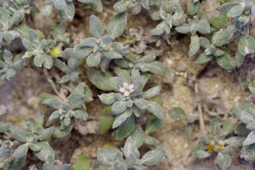 Woody crinklemat (Tiquilia canescens)