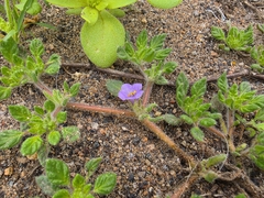 Tiquilia conspicua (Tiquilia conspicua)