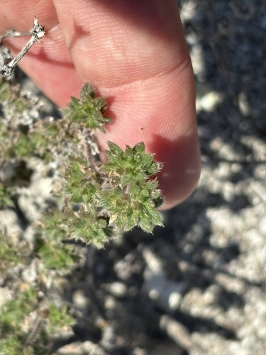 Tiquilia cuspidata (Tiquilia cuspidata)