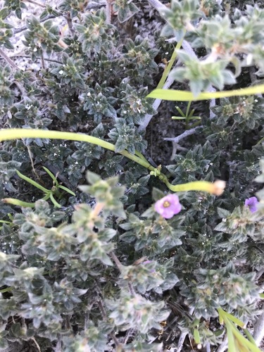 Tiquilia cuspidata (Tiquilia cuspidata)
