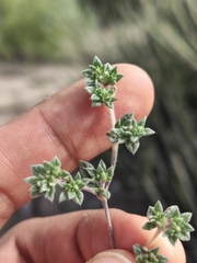 Tiquilia cuspidata (Tiquilia cuspidata)