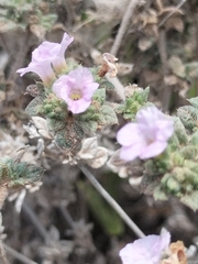 Tiquilia cuspidata (Tiquilia cuspidata)