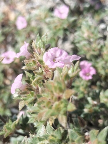Tiquilia cuspidata (Tiquilia cuspidata)