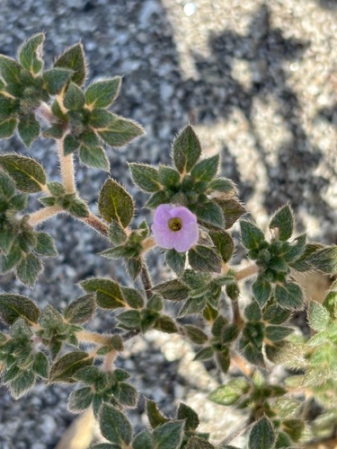 Tiquilia cuspidata (Tiquilia cuspidata)