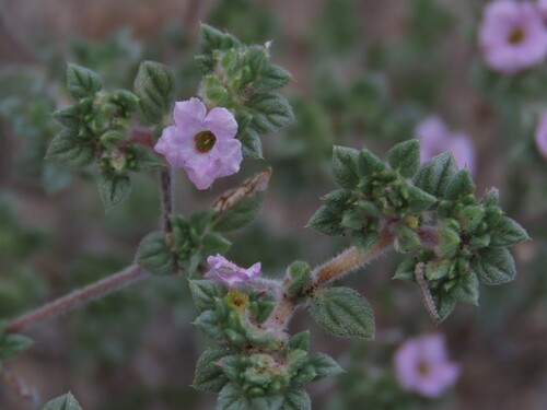 Tiquilia cuspidata (Tiquilia cuspidata)