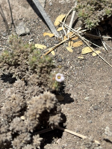 Tiquilia cuspidata (Tiquilia cuspidata)