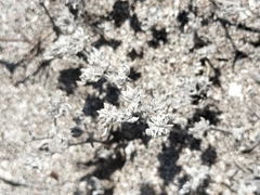 Tiquilia cuspidata (Tiquilia cuspidata)