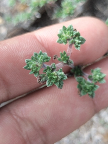 Tiquilia cuspidata (Tiquilia cuspidata)