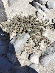 Tiquilia cuspidata (Tiquilia cuspidata)