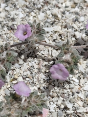 Tiquilia cuspidata (Tiquilia cuspidata)